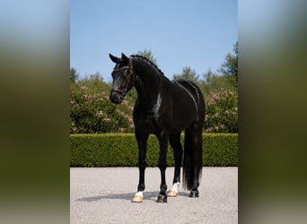 Oldenburg, Castrone, 5 Anni, 172 cm, Morello