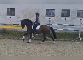 Oldenburg, Castrone, 5 Anni, 173 cm, Baio