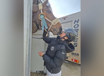 Oldenburg, Castrone, 5 Anni, 173 cm, Baio