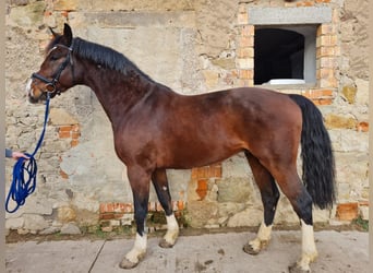 Oldenburg, Castrone, 5 Anni, 173 cm, Baio