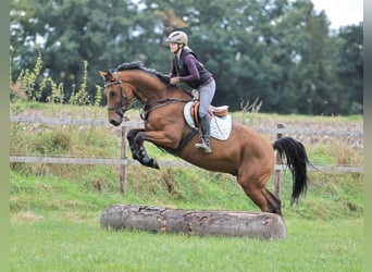 Oldenburg, Castrone, 5 Anni, 173 cm, Baio