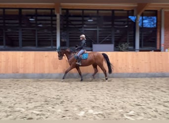 Oldenburg, Castrone, 5 Anni, 173 cm, Baio