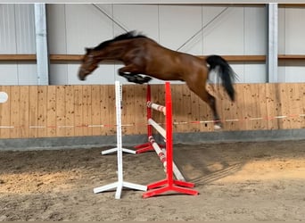 Oldenburg, Castrone, 5 Anni, 173 cm, Baio