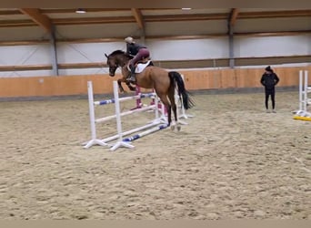 Oldenburg, Castrone, 5 Anni, 173 cm, Baio