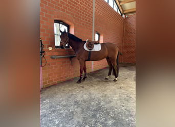 Oldenburg, Castrone, 5 Anni, 173 cm, Baio