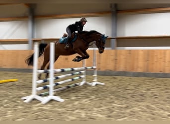 Oldenburg, Castrone, 5 Anni, 173 cm, Baio