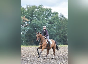 Oldenburg, Castrone, 5 Anni, 173 cm, Baio