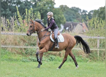 Oldenburg, Castrone, 5 Anni, 173 cm, Baio