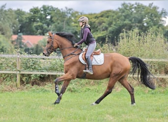 Oldenburg, Castrone, 5 Anni, 173 cm, Baio