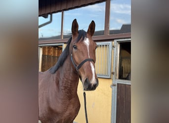 Oldenburg, Castrone, 5 Anni, 173 cm, Baio