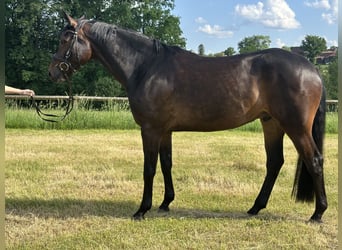 Oldenburg, Castrone, 5 Anni, 173 cm, Baio scuro
