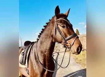 Oldenburg, Castrone, 5 Anni, 173 cm, Baio scuro