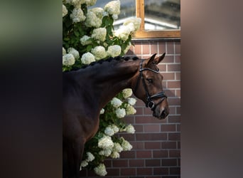 Oldenburg, Castrone, 5 Anni, 173 cm, Baio scuro