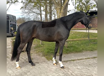 Oldenburg, Castrone, 5 Anni, 173 cm, Baio scuro