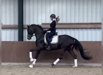 Oldenburg, Castrone, 5 Anni, 173 cm, Baio scuro