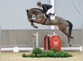 Oldenburg, Castrone, 5 Anni, 173 cm, Baio scuro
