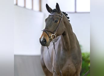 Oldenburg, Castrone, 5 Anni, 173 cm, Baio scuro