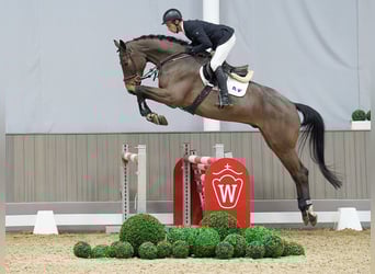 Oldenburg, Castrone, 5 Anni, 173 cm, Baio scuro