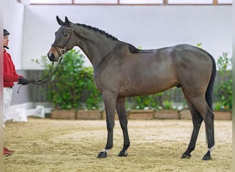 Oldenburg, Castrone, 5 Anni, 173 cm, Baio scuro