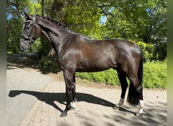 Oldenburg, Castrone, 5 Anni, 173 cm, Morello