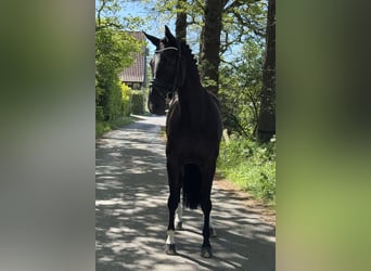 Oldenburg, Castrone, 5 Anni, 173 cm, Morello