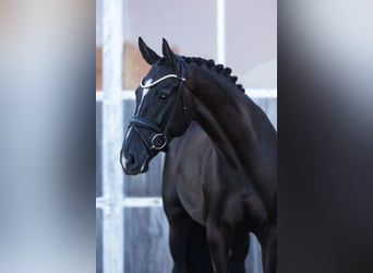 Oldenburg, Castrone, 5 Anni, 173 cm, Morello