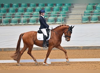 Oldenburg, Castrone, 5 Anni, 173 cm, Sauro