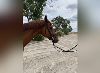 Oldenburg, Castrone, 5 Anni, 173 cm, Sauro