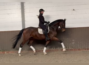 Oldenburg, Castrone, 5 Anni, 174 cm, Baio