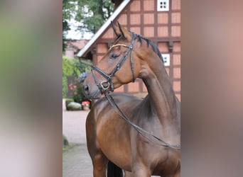 Oldenburg, Castrone, 5 Anni, 174 cm, Baio