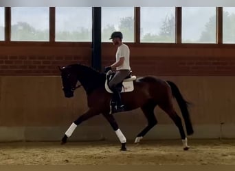 Oldenburg, Castrone, 5 Anni, 174 cm, Baio