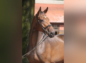 Oldenburg, Castrone, 5 Anni, 174 cm, Baio
