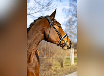 Oldenburg, Castrone, 5 Anni, 174 cm, Baio
