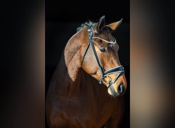 Oldenburg, Castrone, 5 Anni, 174 cm, Baio