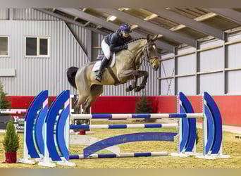 Oldenburg, Castrone, 5 Anni, 174 cm, Baio