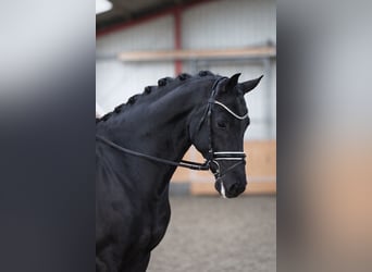 Oldenburg, Castrone, 5 Anni, 174 cm, Morello