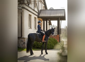 Oldenburg, Castrone, 5 Anni, 174 cm, Morello