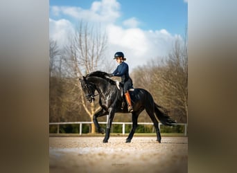 Oldenburg, Castrone, 5 Anni, 174 cm, Morello
