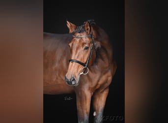 Oldenburg, Castrone, 5 Anni, 175 cm