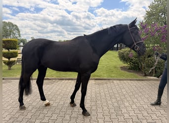 Oldenburg, Castrone, 5 Anni, 175 cm, Morello
