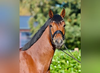 Oldenburg, Castrone, 5 Anni, 176 cm, Baio