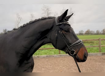 Oldenburg, Castrone, 5 Anni, 176 cm, Baio scuro