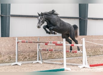 Oldenburg, Castrone, 5 Anni, 176 cm, Grigio