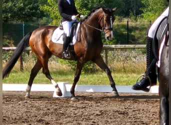 Oldenburg, Castrone, 5 Anni, 177 cm, Baio