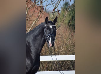 Oldenburg, Castrone, 5 Anni, 177 cm, Morello