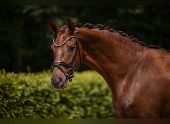 Oldenburg, Castrone, 5 Anni, 177 cm, Sauro scuro
