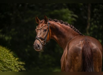 Oldenburg, Castrone, 5 Anni, 177 cm, Sauro scuro