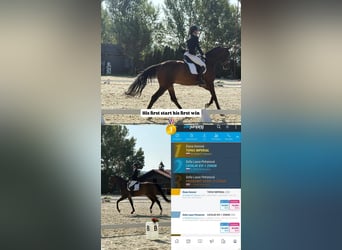 Oldenburg, Castrone, 5 Anni, 178 cm, Baio