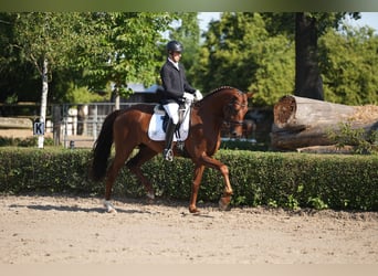 Oldenburg, Castrone, 5 Anni, 180 cm, Sauro scuro