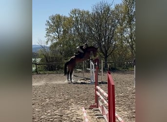 Oldenburg, Castrone, 5 Anni, 181 cm, Baio